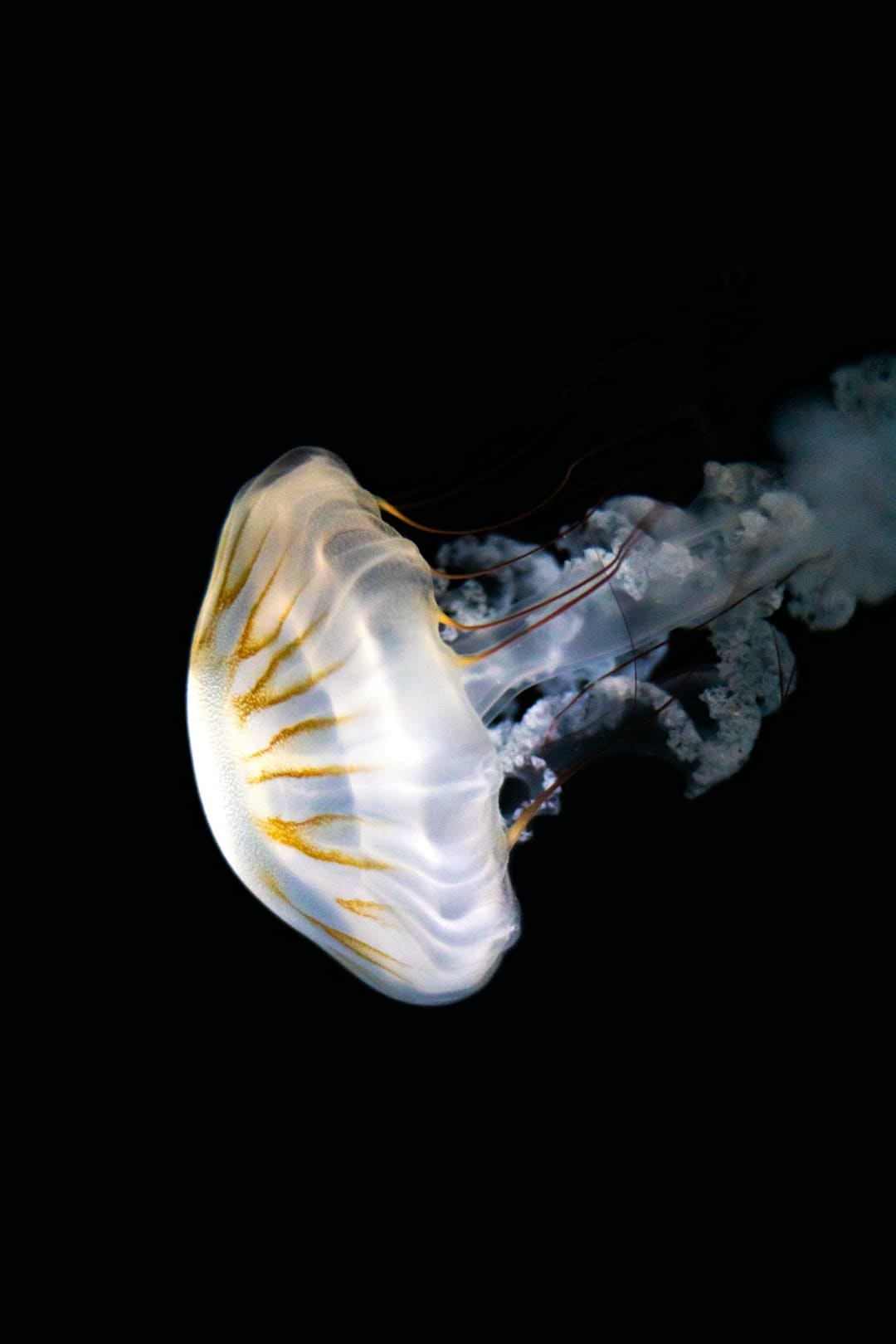 离别“寡淡水”！能率厨下净水器K1，科学补锶更健康